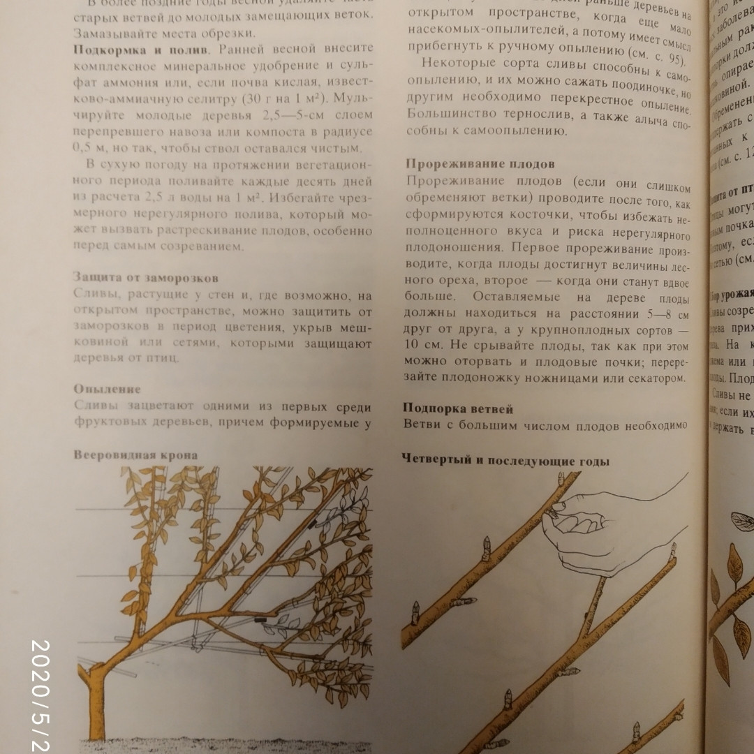 Плодові культури Зерняткових Кісточкові та Ягідні Горіхоплідні Виноград Деякі рідкісні культури Х Бейкер - Зображення 6